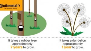 rubber-trees-vs-dandelions-5-512X288